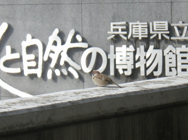 せかいすずめのひ260320 - 兵庫県立人と自然の博物館（ひとはく） ひと